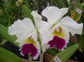 Orquídeas branca