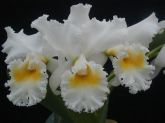 Orquídeas branca e amarela