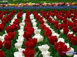 Rosas diversas