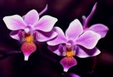 Orquídeas lílas