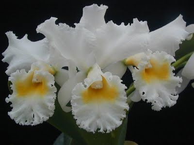 Orquídeas branca e amarela - Loryflores & cia