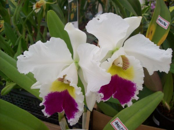 Orquídeas branca