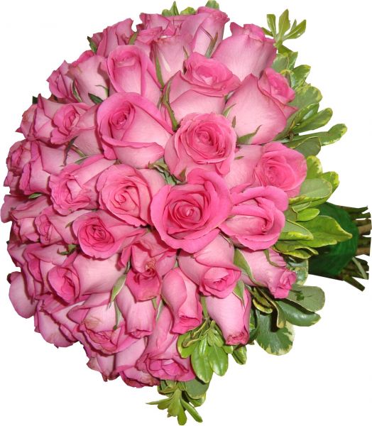rosas