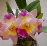 Orquídeas rosa
